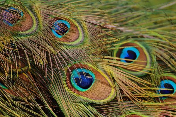 peacock feathers